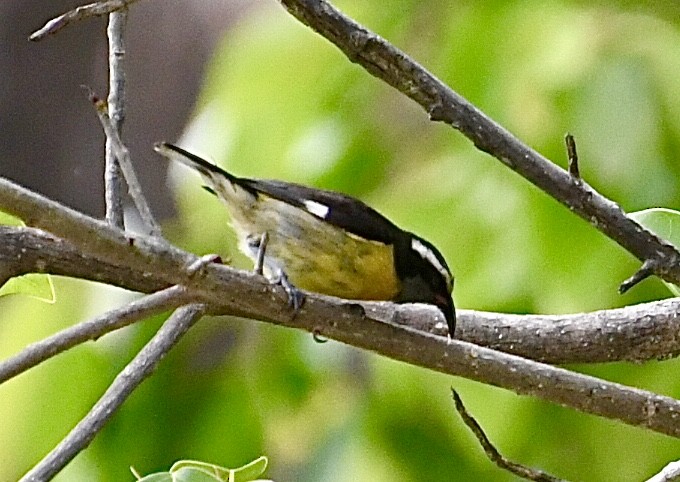 Sucrier à ventre jaune - ML618692884