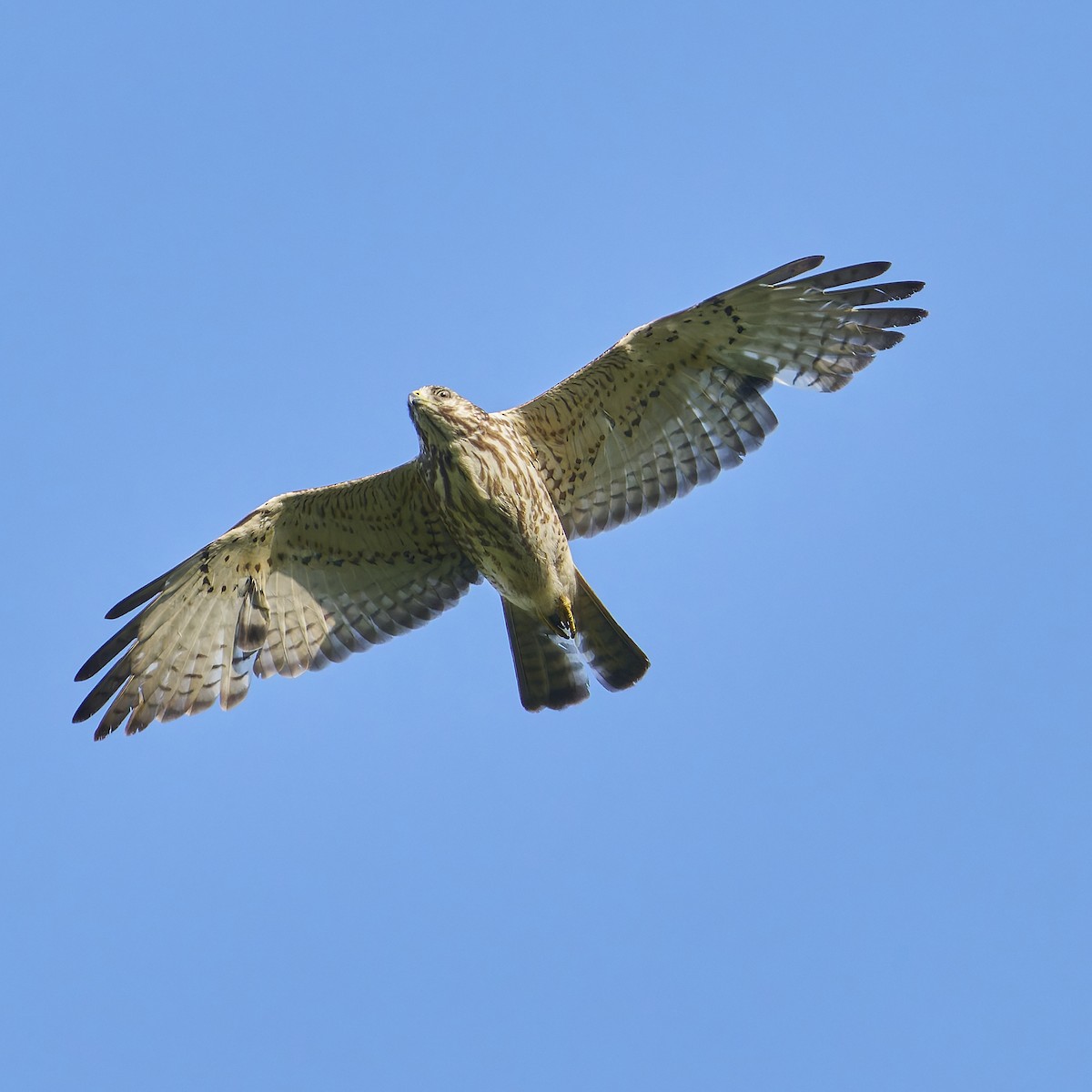 Broad-winged Hawk - Paul Danese