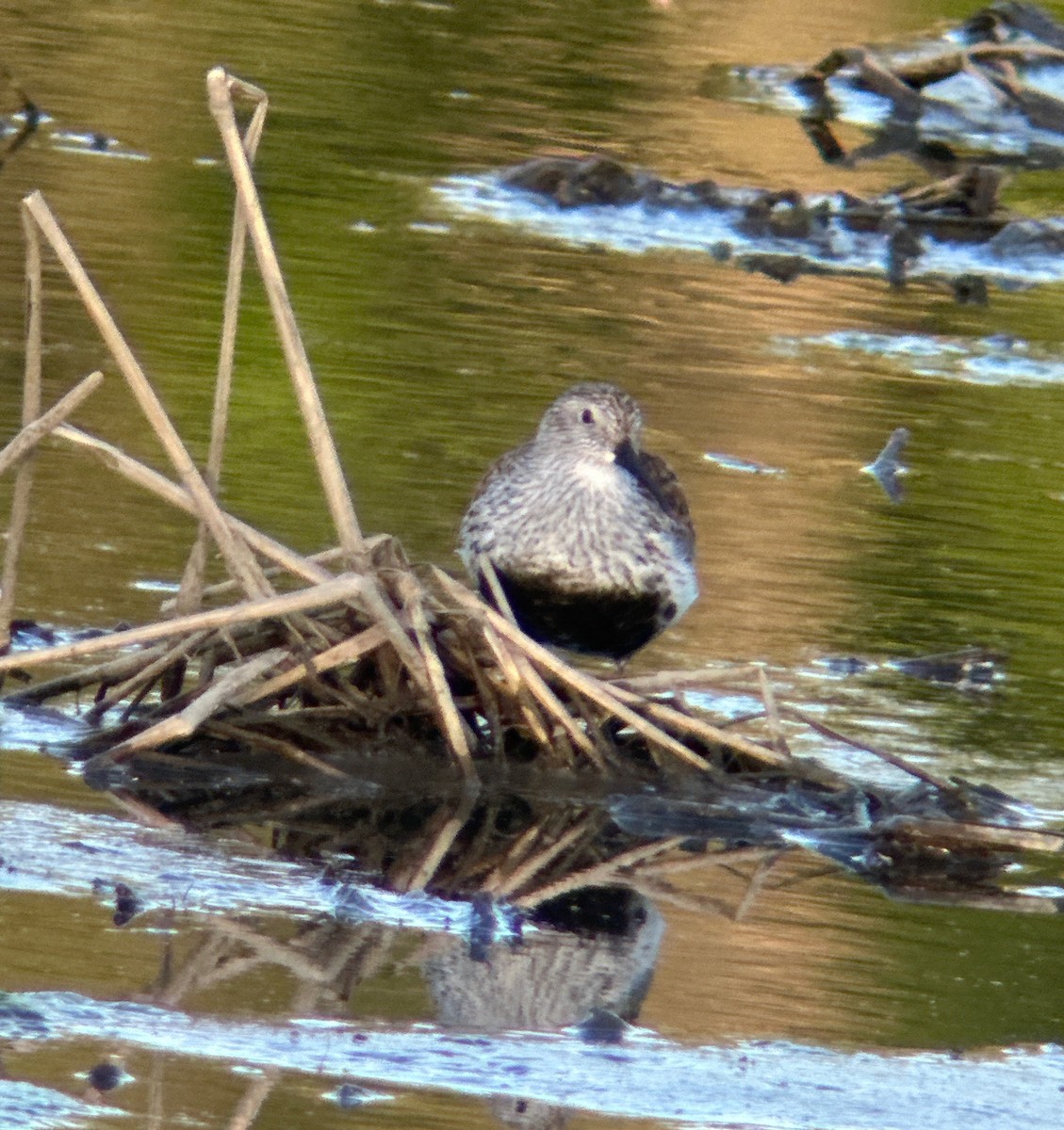 Dunlin - ML618693002