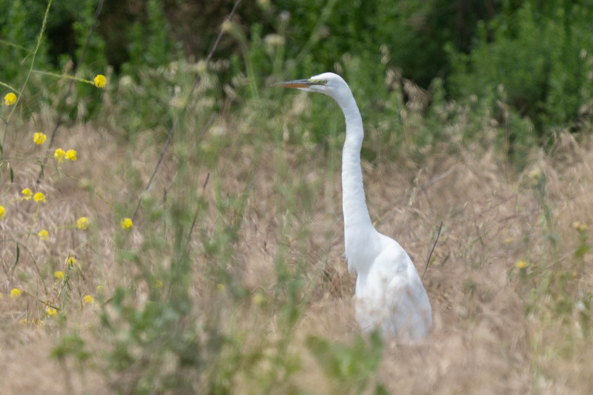 Great Egret - ML618693012