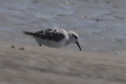 Sanderling - Duane Yarbrough