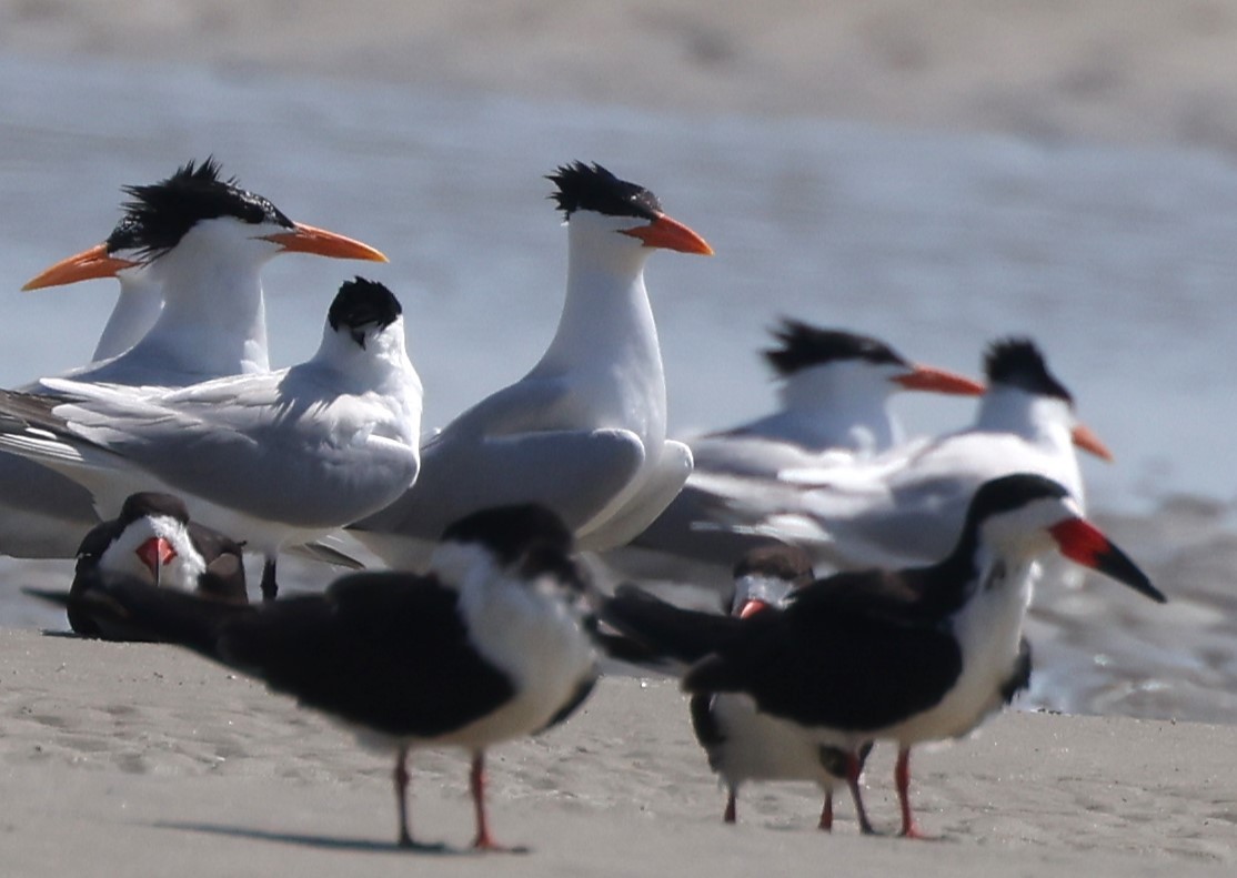 Royal Tern - Duane Yarbrough