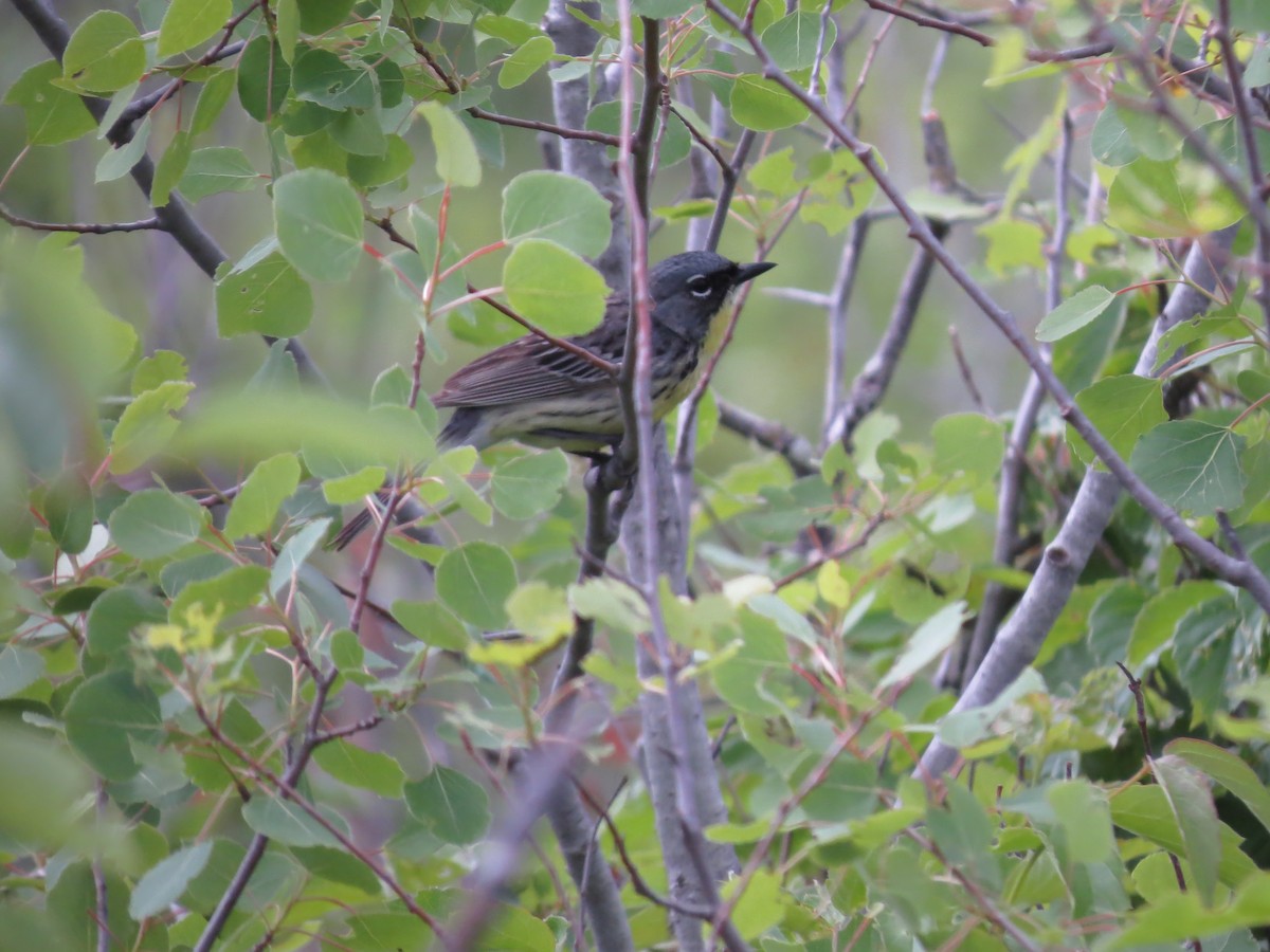 Kirtland's Warbler - Bob Curry