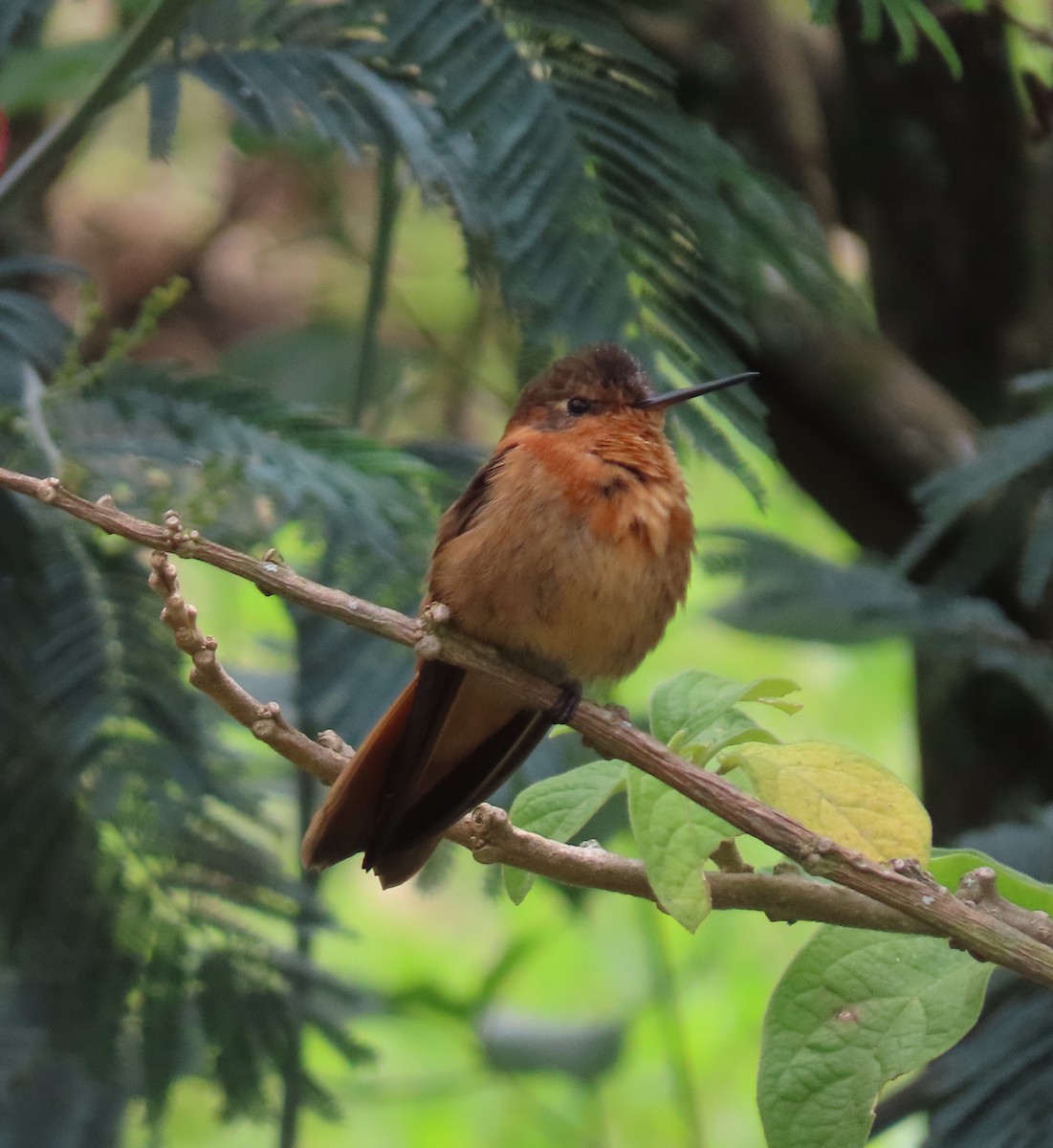 kolibřík duhovohřbetý - ML618693045