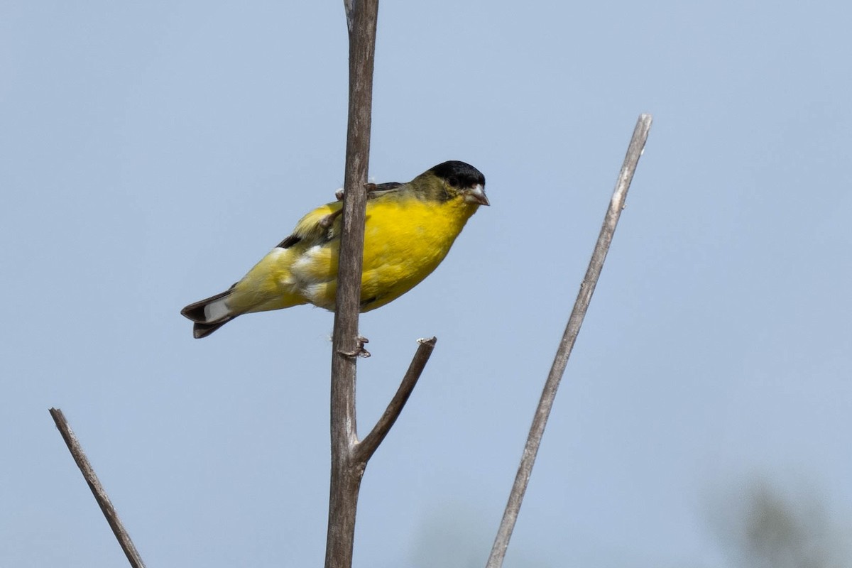 Lesser Goldfinch - ML618693048