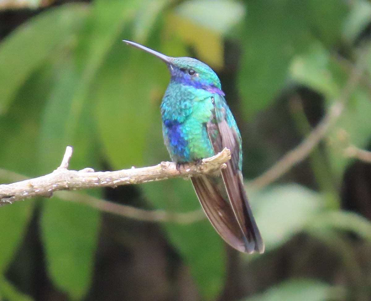 kolibřík modrolící - ML618693069
