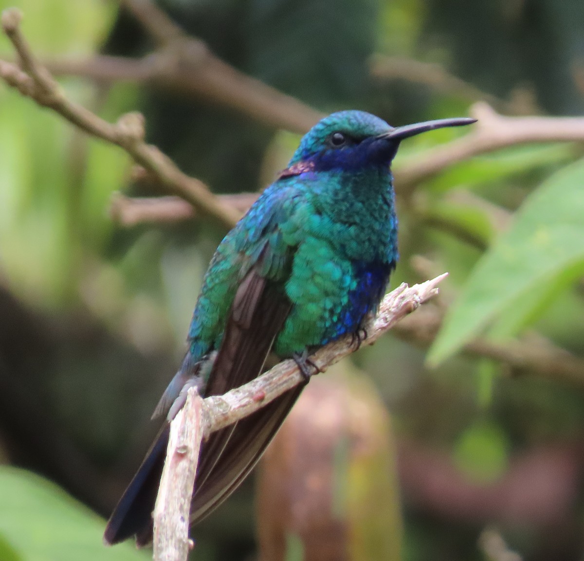 kolibřík modrolící - ML618693087