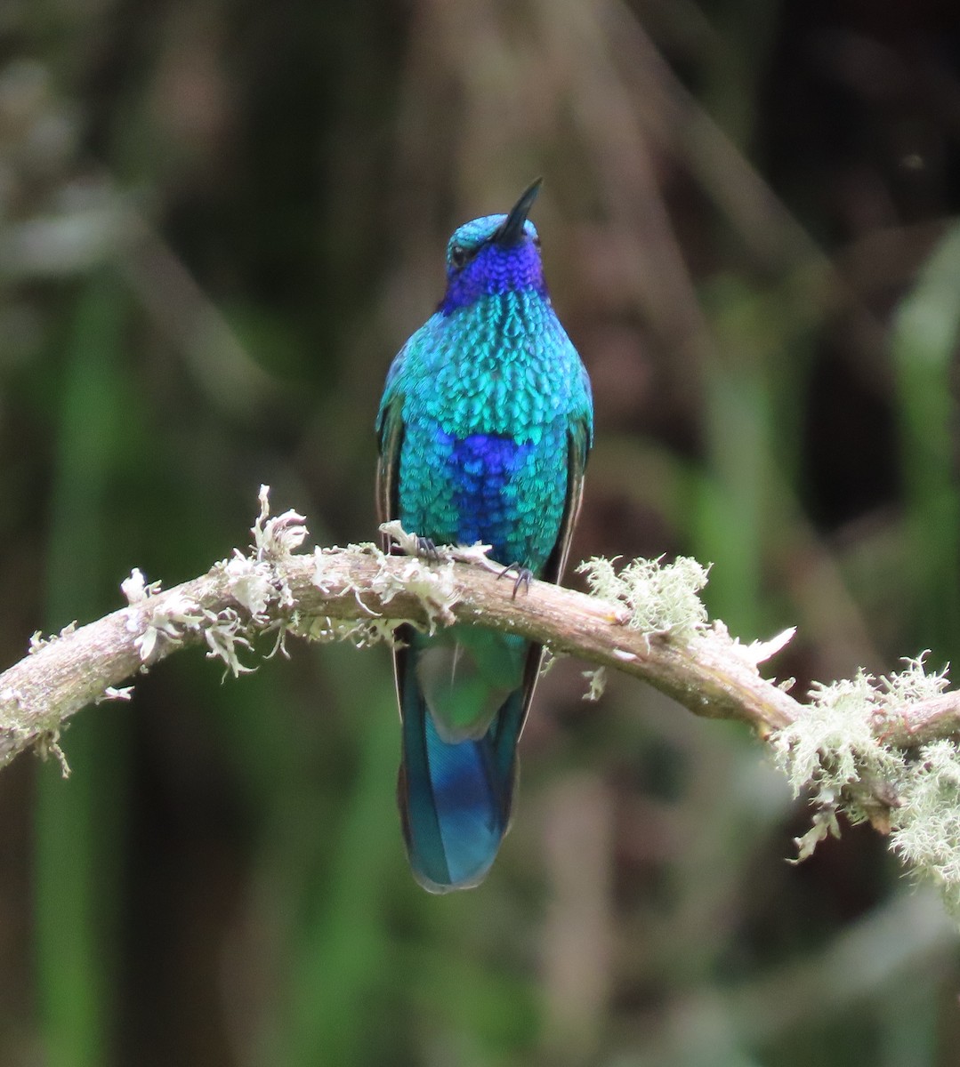 kolibřík modrolící - ML618693093