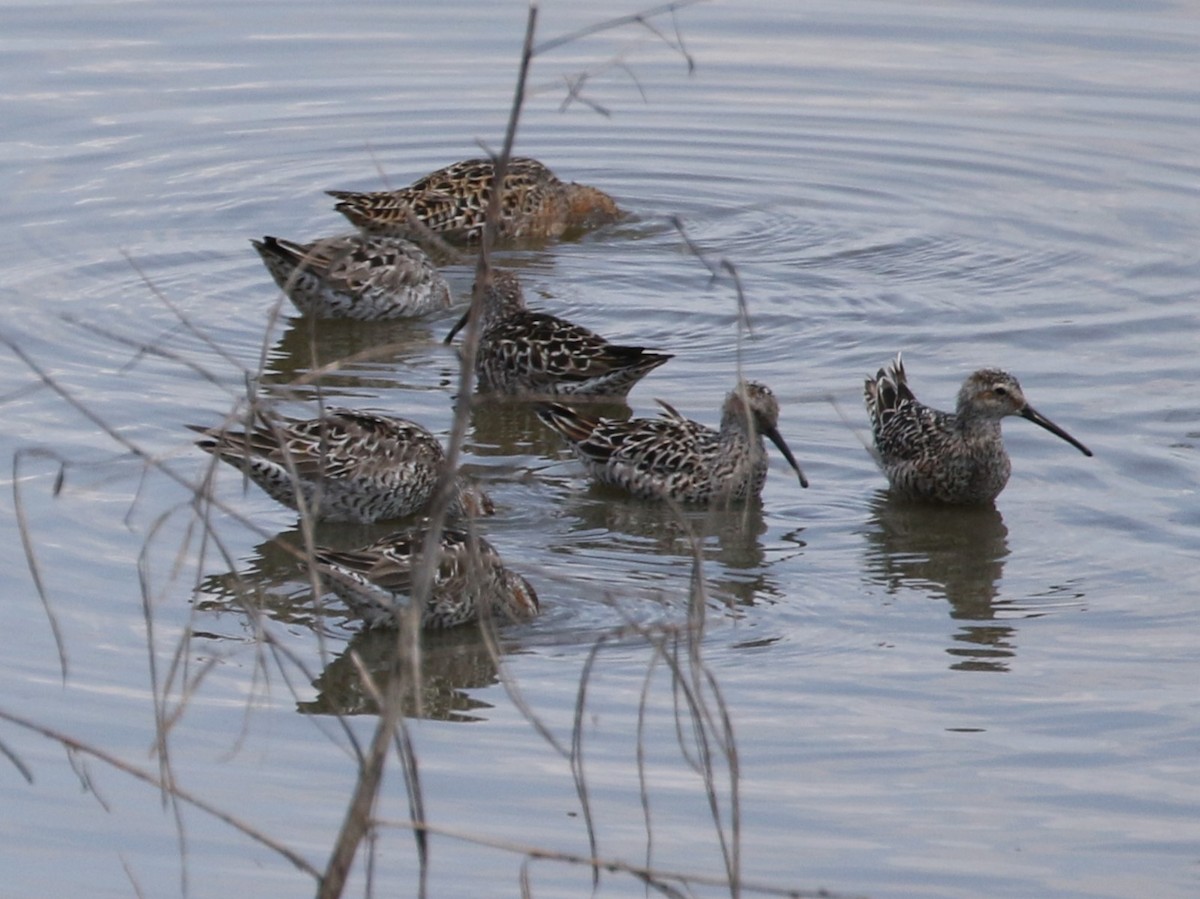 Stilt Sandpiper - Steve Calver