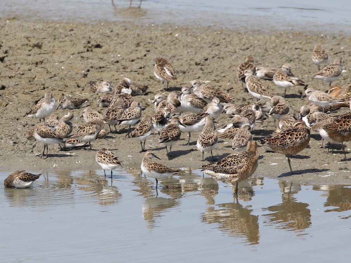 Semipalmated Sandpiper - Steve Calver