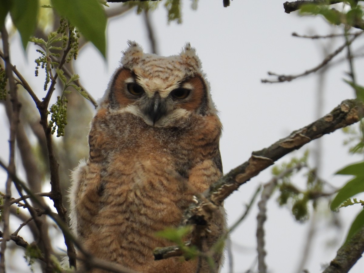 Great Horned Owl - Jae Flaherty