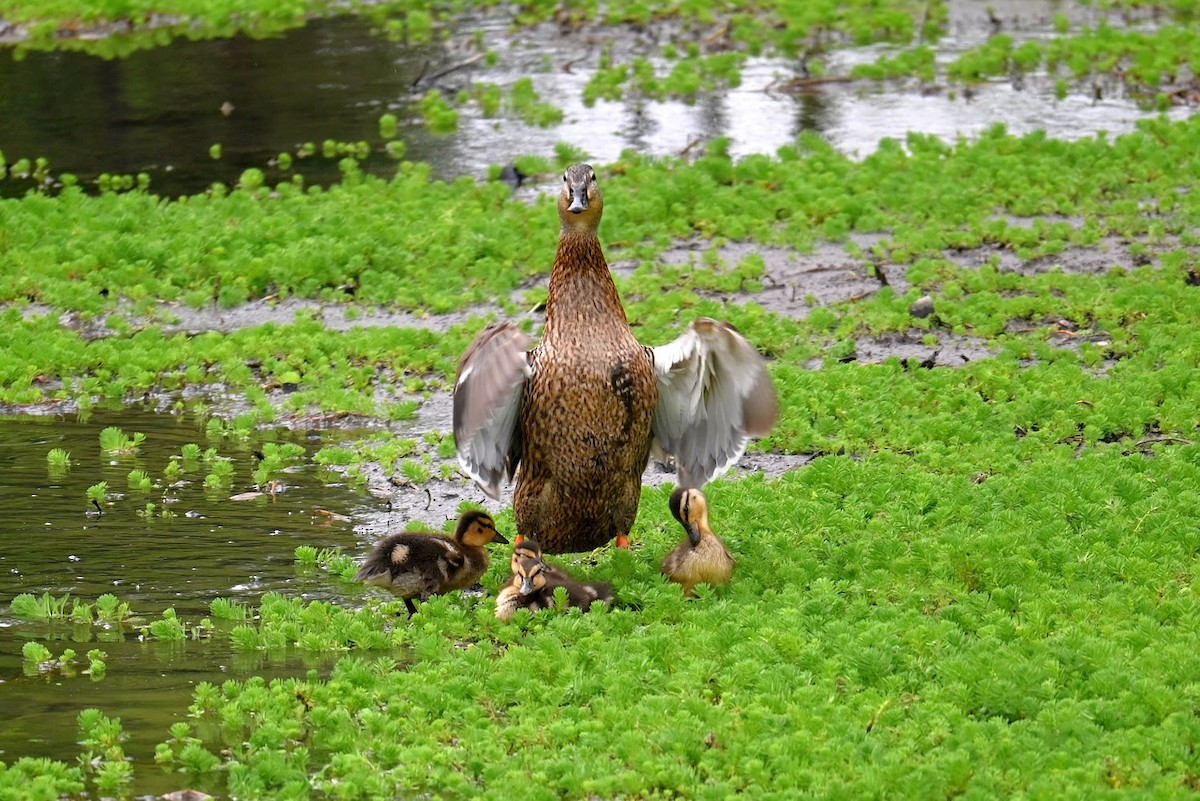 Canard colvert - ML618693160