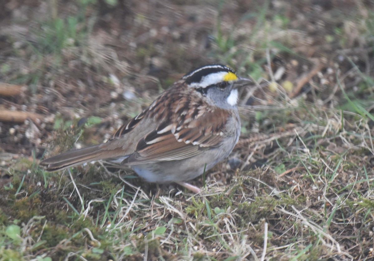 White-throated Sparrow - Kathy Marche