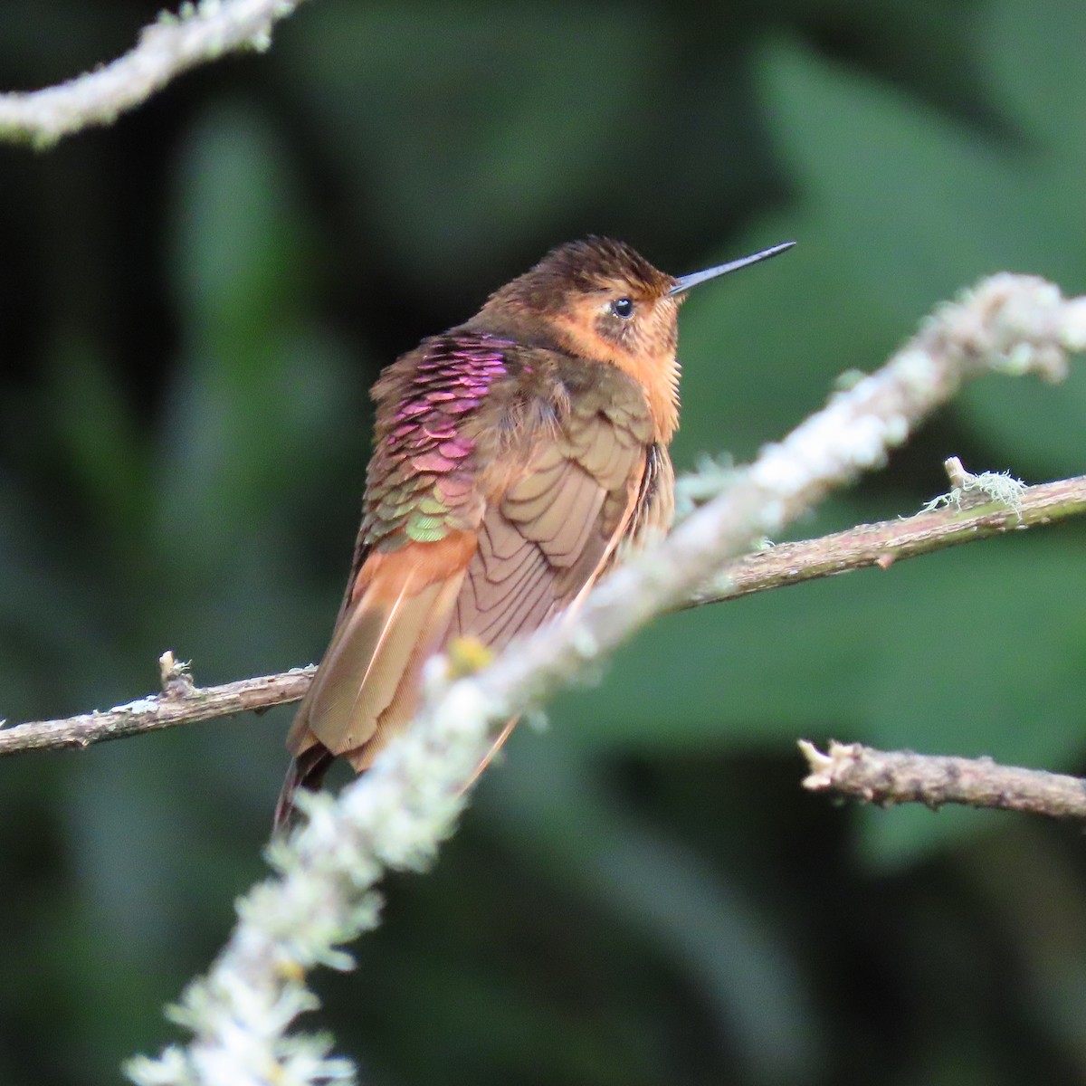 kolibřík duhovohřbetý - ML618693176