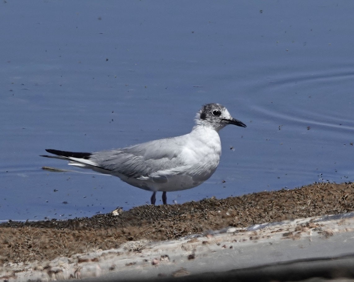 Bonaparte's Gull - ML618693205