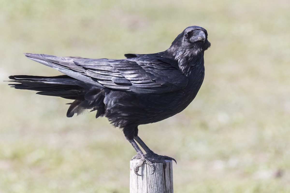 American Crow - Robert Lockett