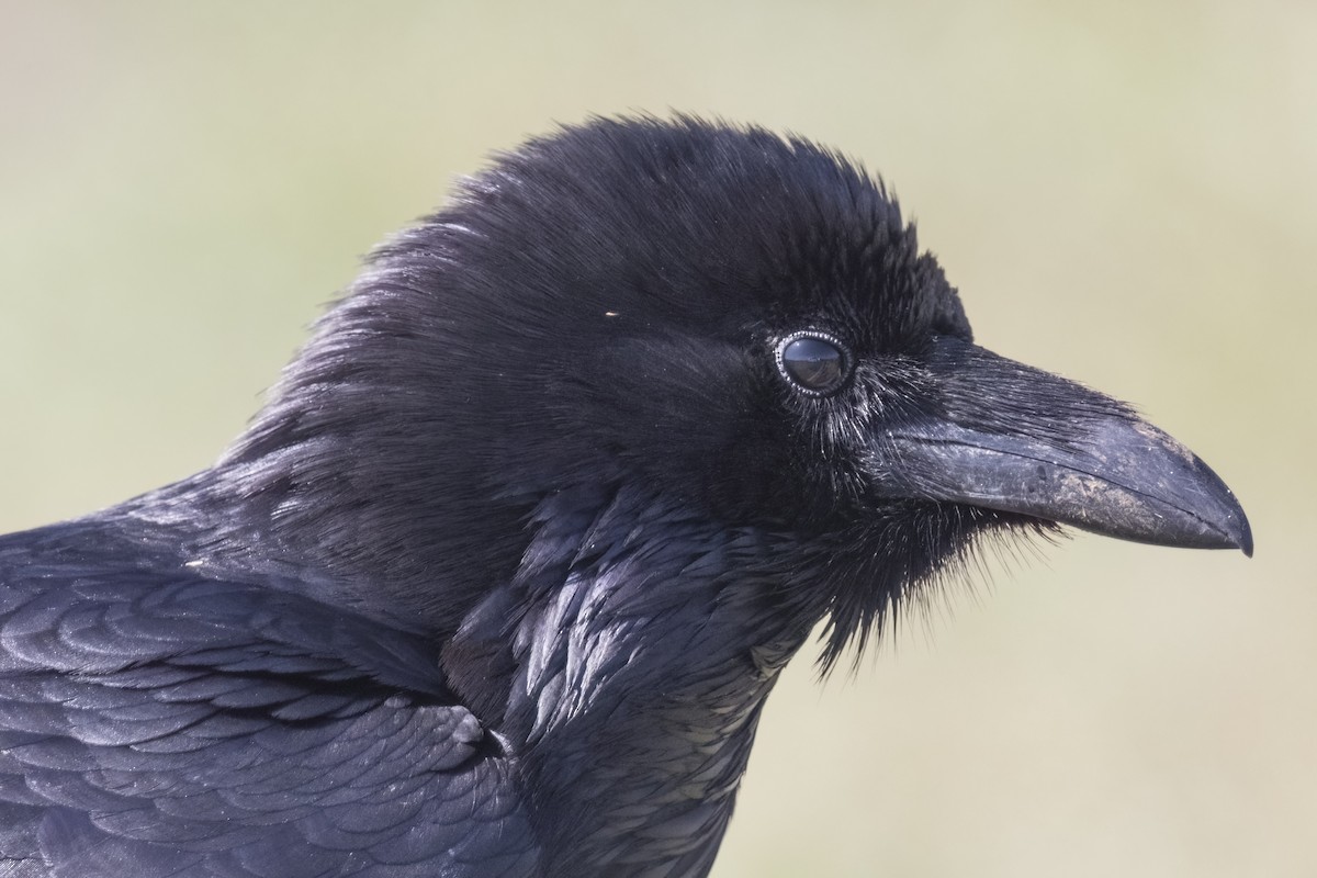 American Crow - Robert Lockett