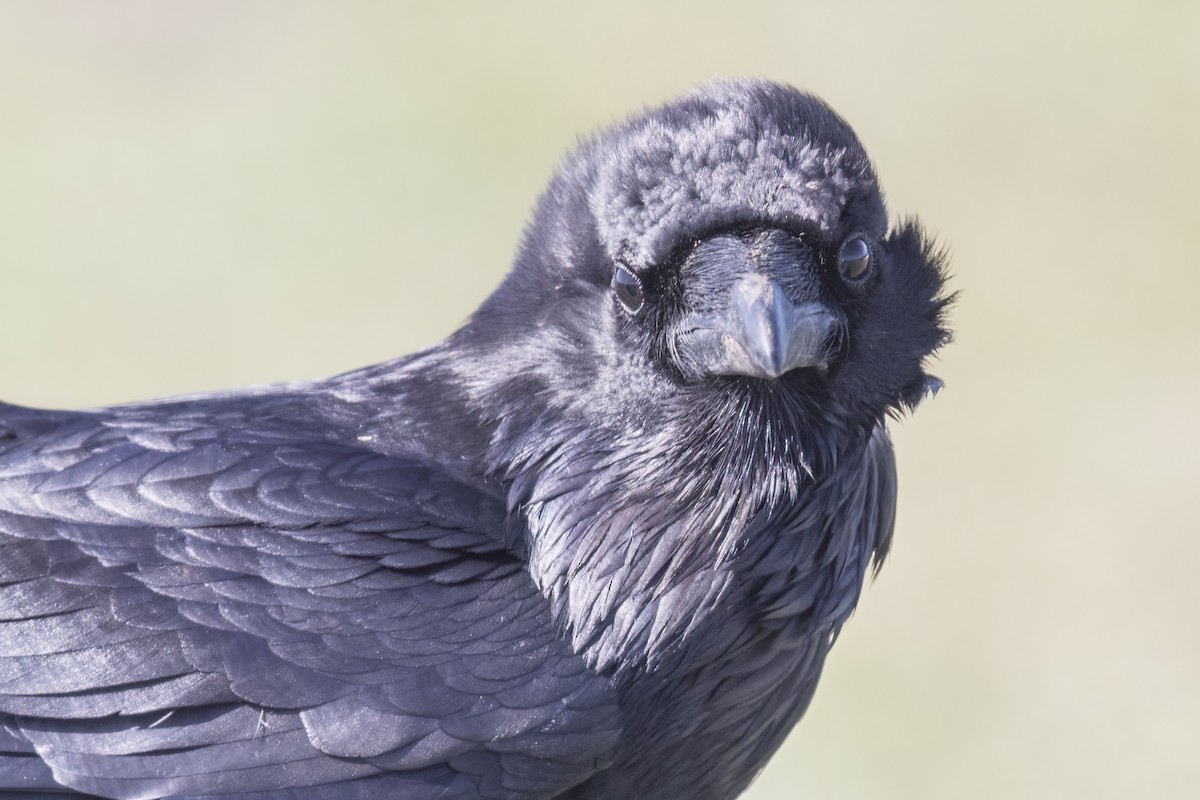 American Crow - Robert Lockett