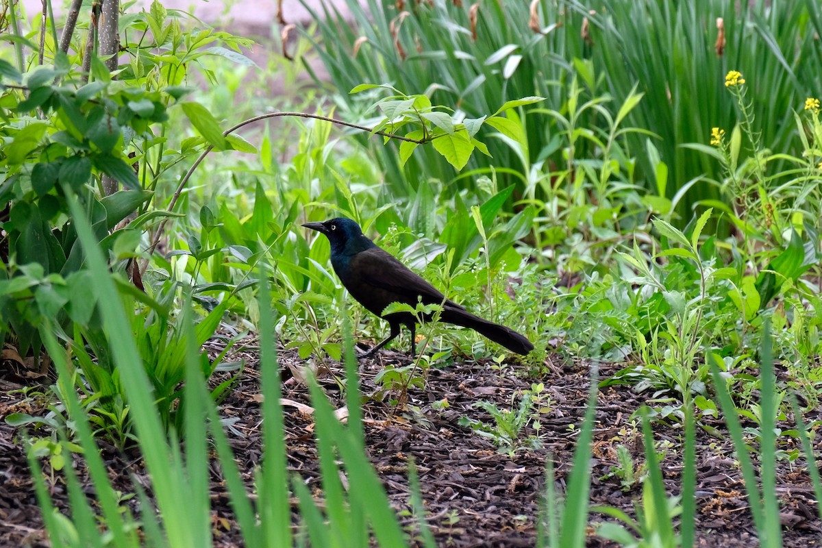 Common Grackle - Bisell McWilliams