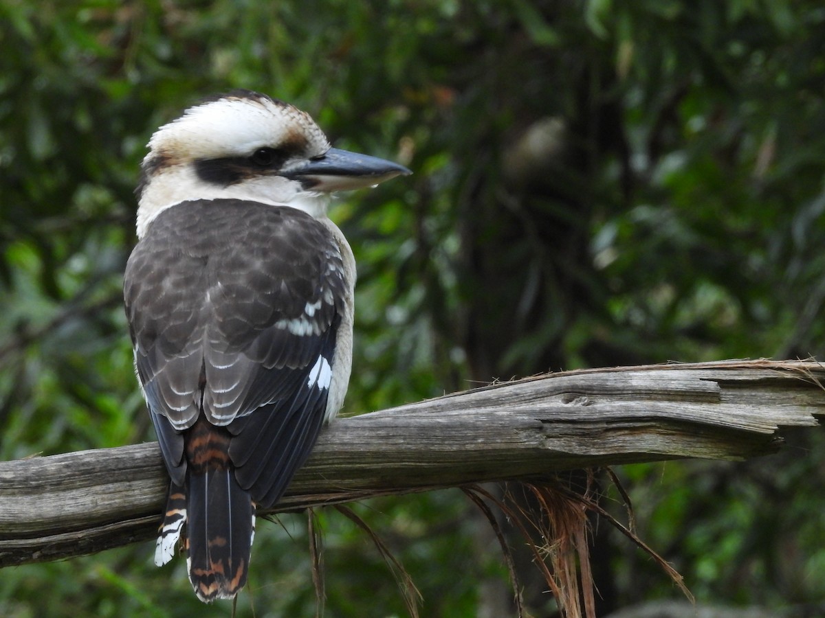 Laughing Kookaburra - Amara Bharathy