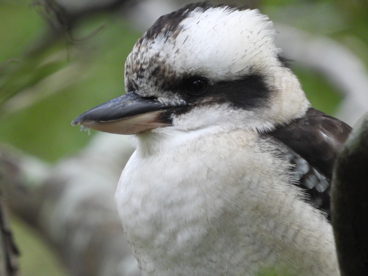 Laughing Kookaburra - Amara Bharathy