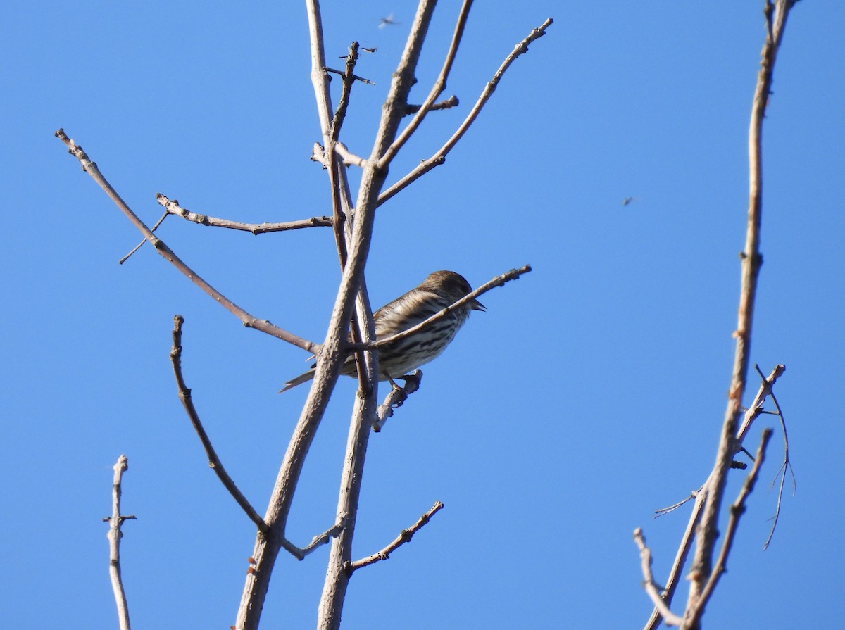 Pine Siskin - ML618693245