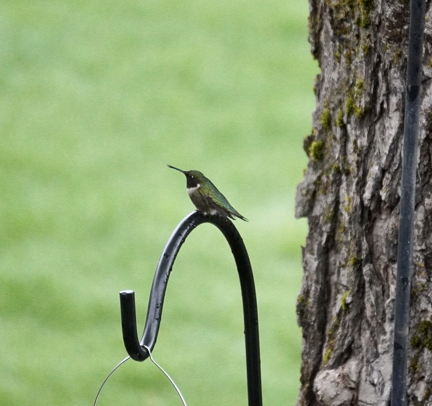 Ruby-throated Hummingbird - Rachel Orlando