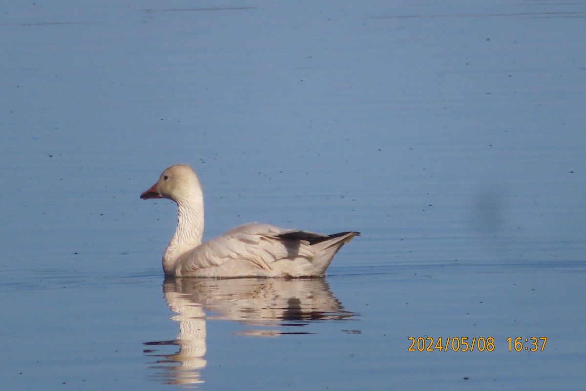 Snow Goose - ML618693260