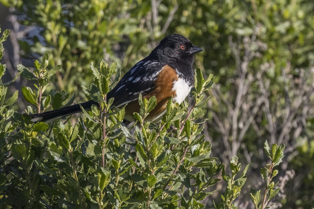 Spotted Towhee - ML618693291