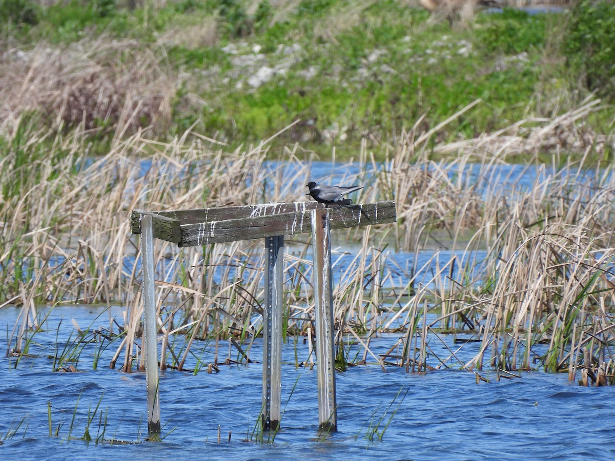 Black Tern - ML618693325