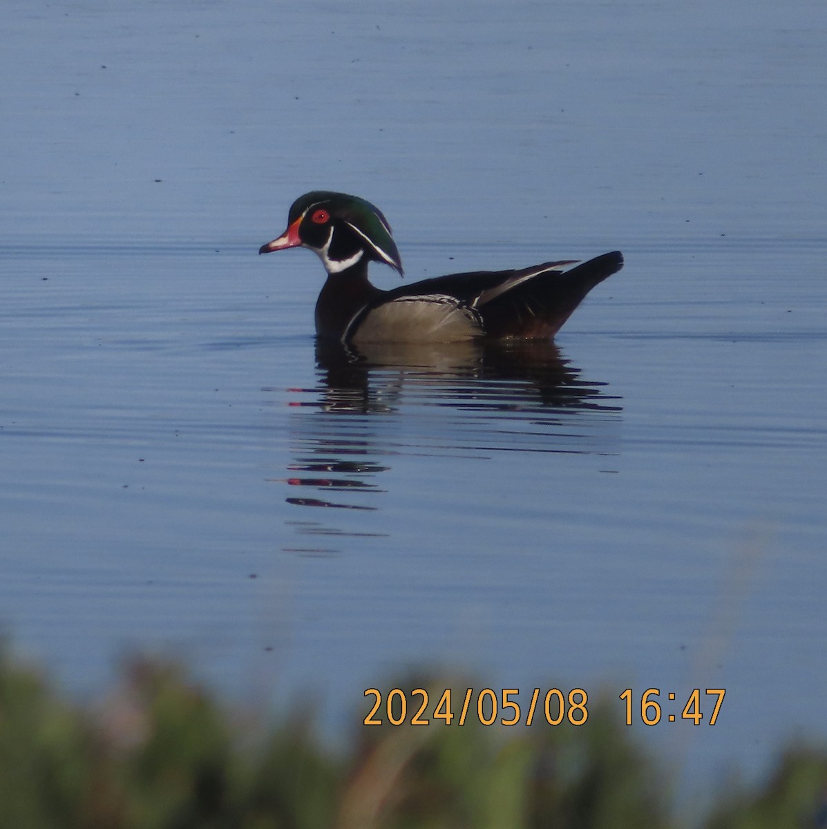 Wood Duck - ML618693345