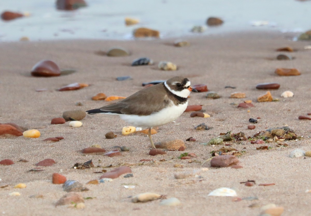 Semipalmated Plover - ML618693354