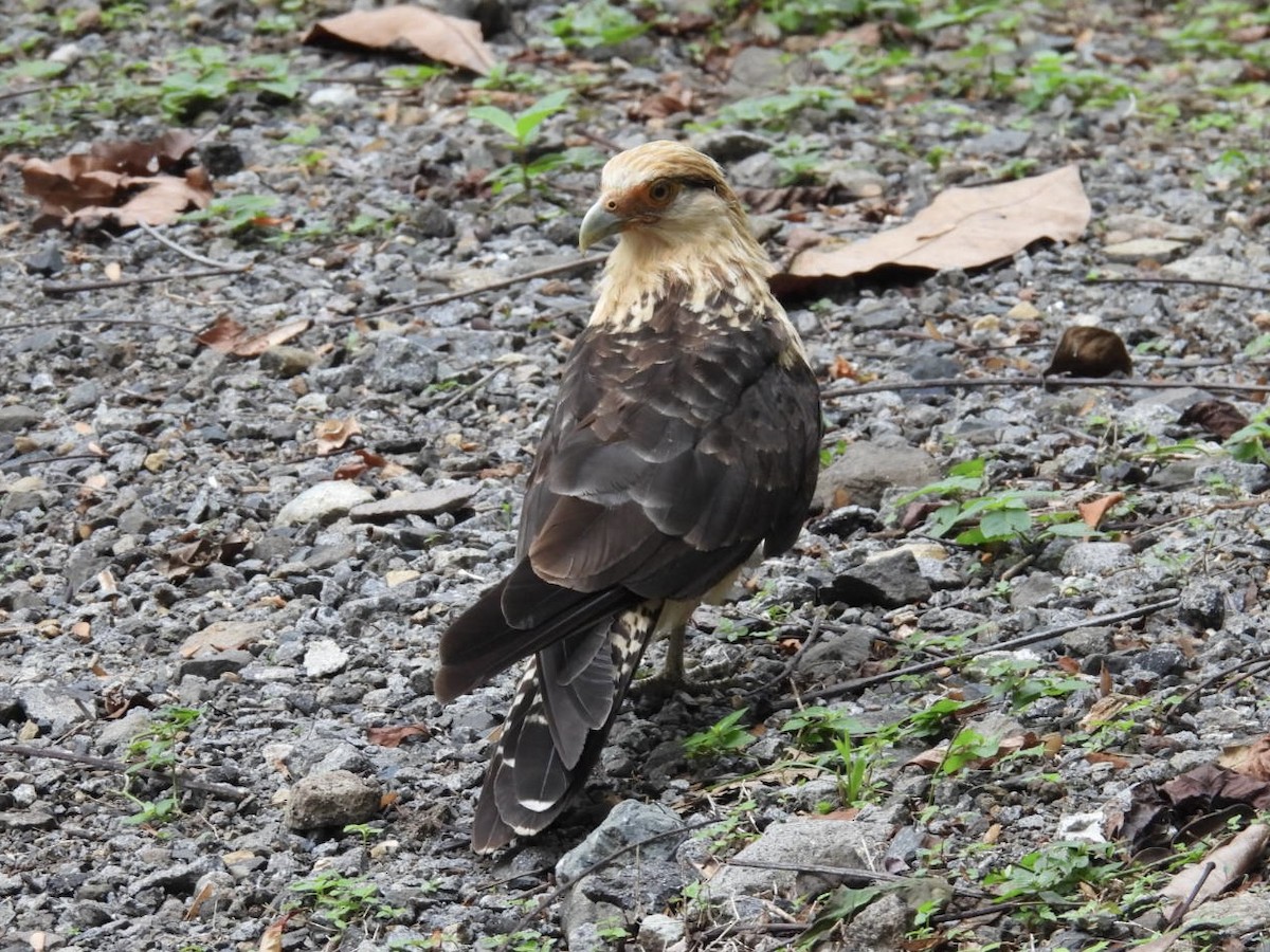 Caracara à tête jaune - ML618693380