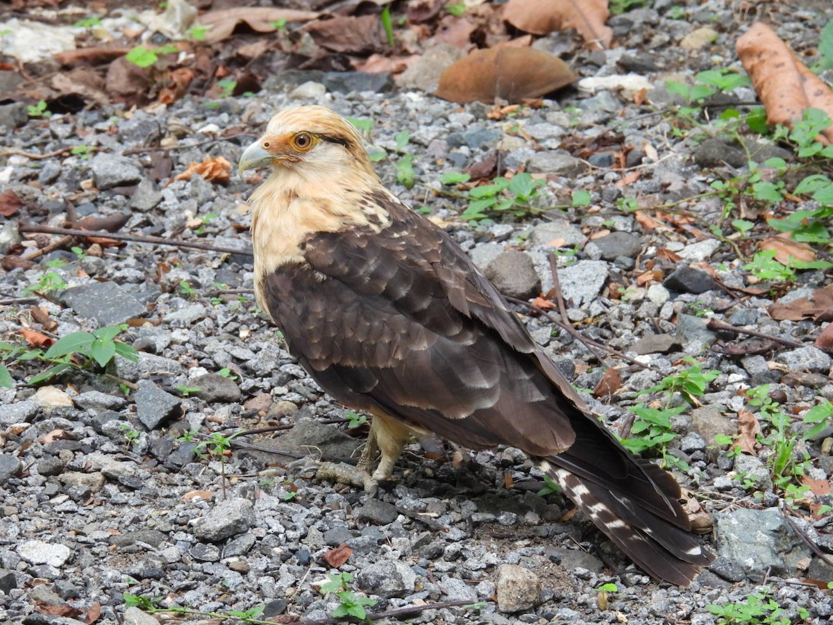 Caracara à tête jaune - ML618693381