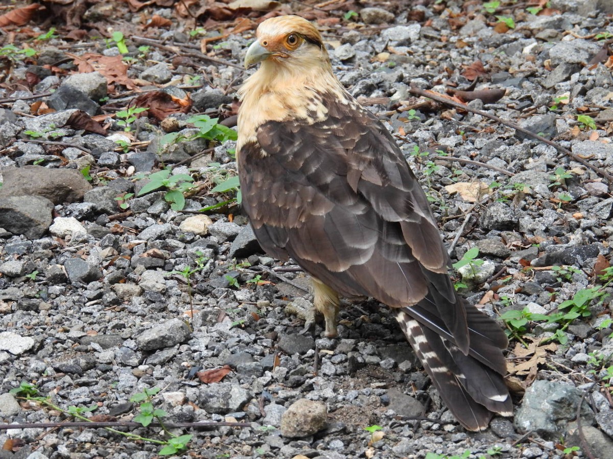 Caracara à tête jaune - ML618693382