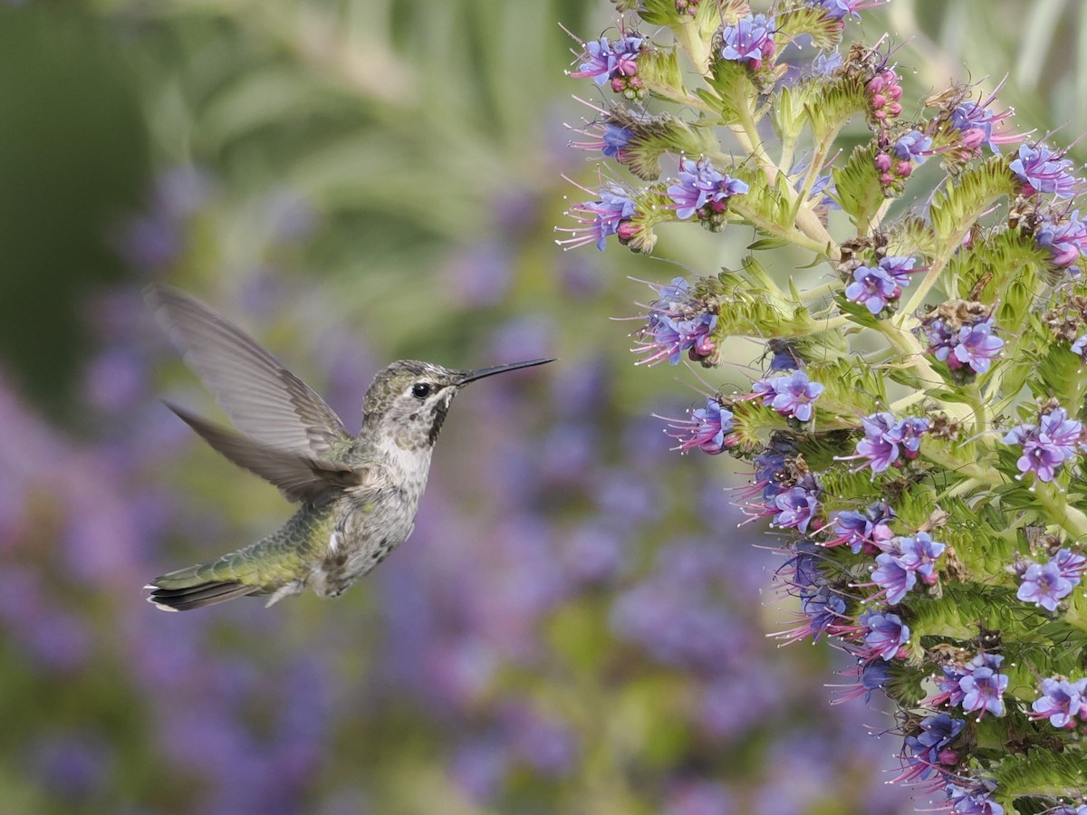 Anna's Hummingbird - ML618693421