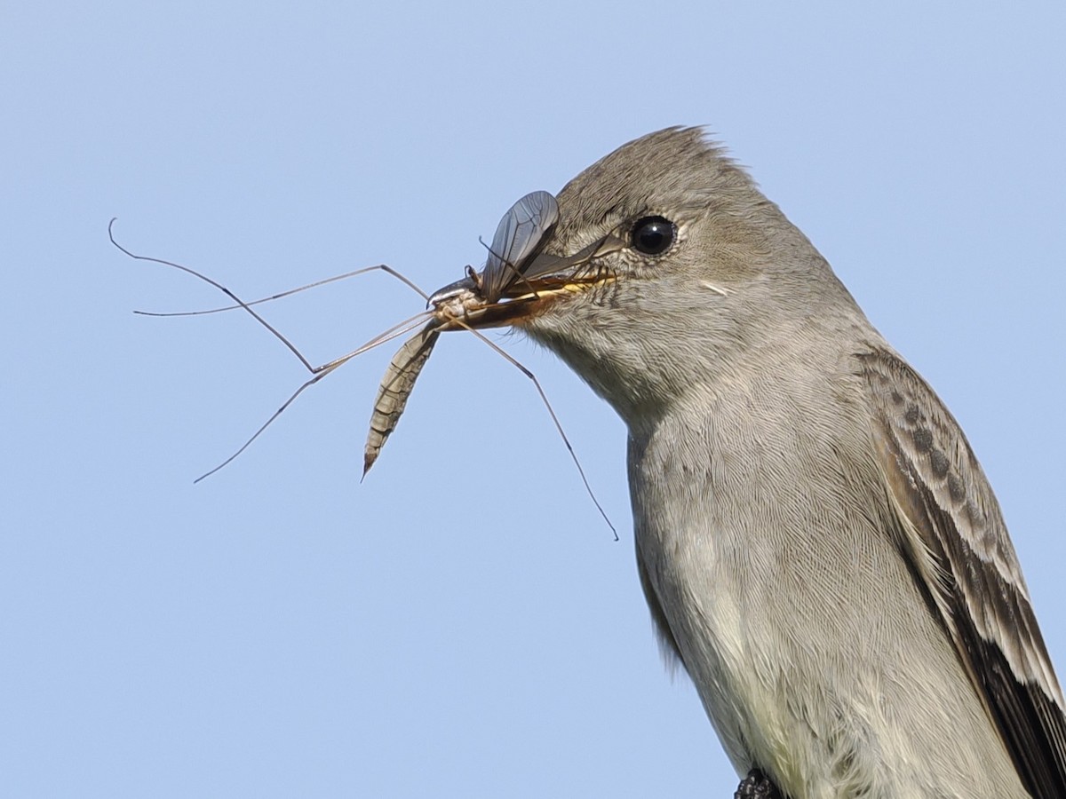 Western Wood-Pewee - ML618693452