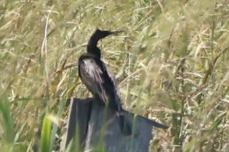 Anhinga d'Amérique - ML618693458