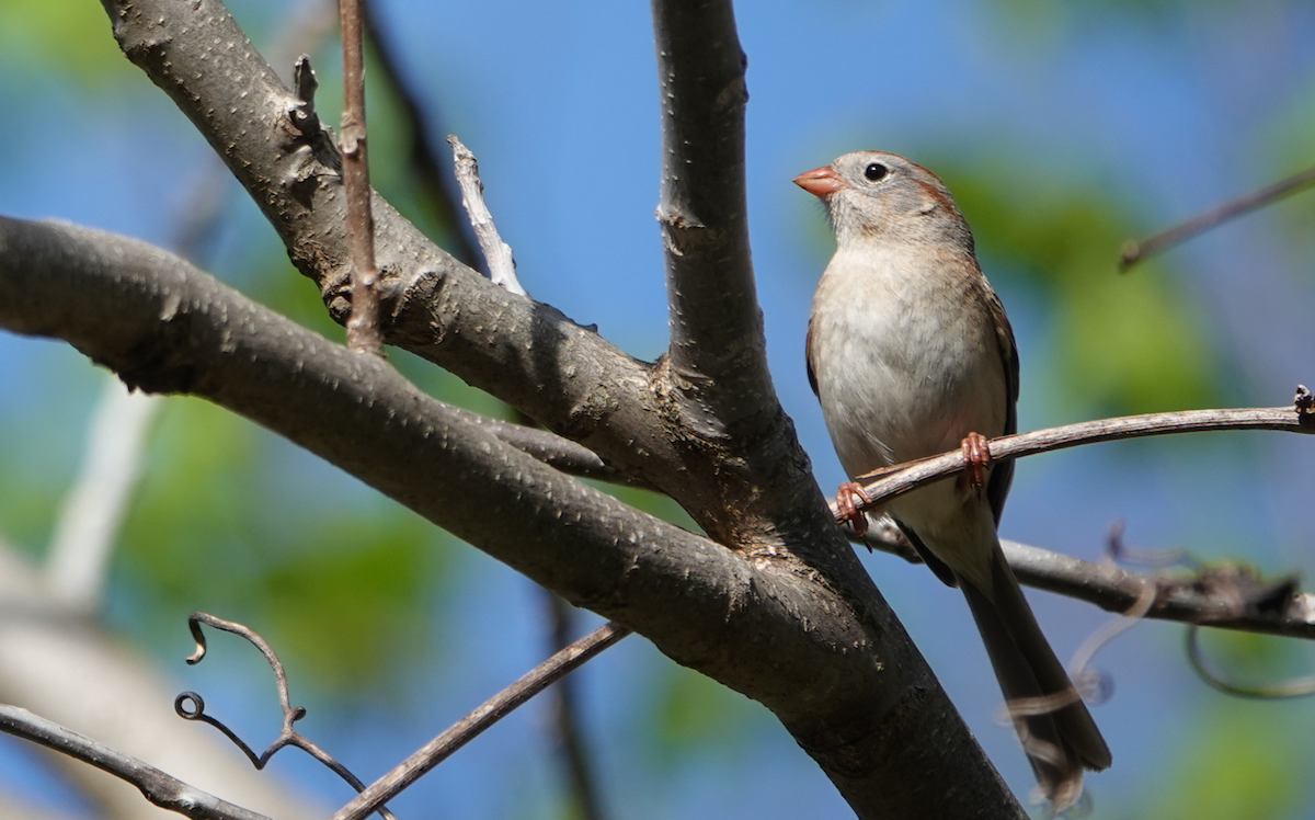 Field Sparrow - ML618693469