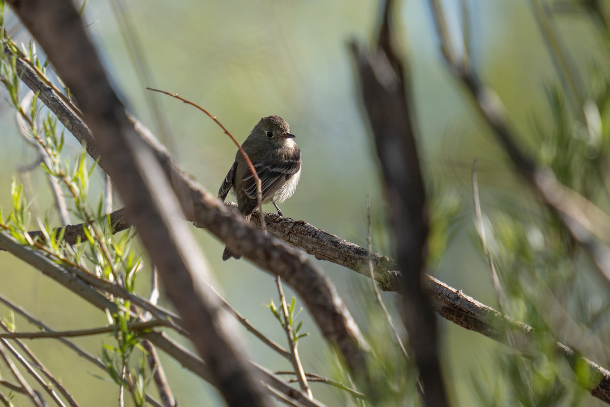 Dusky Flycatcher - ML618693474