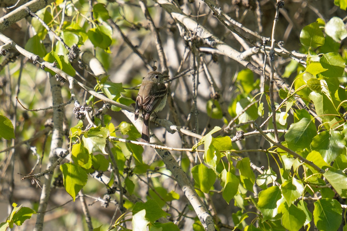 Dusky Flycatcher - ML618693475