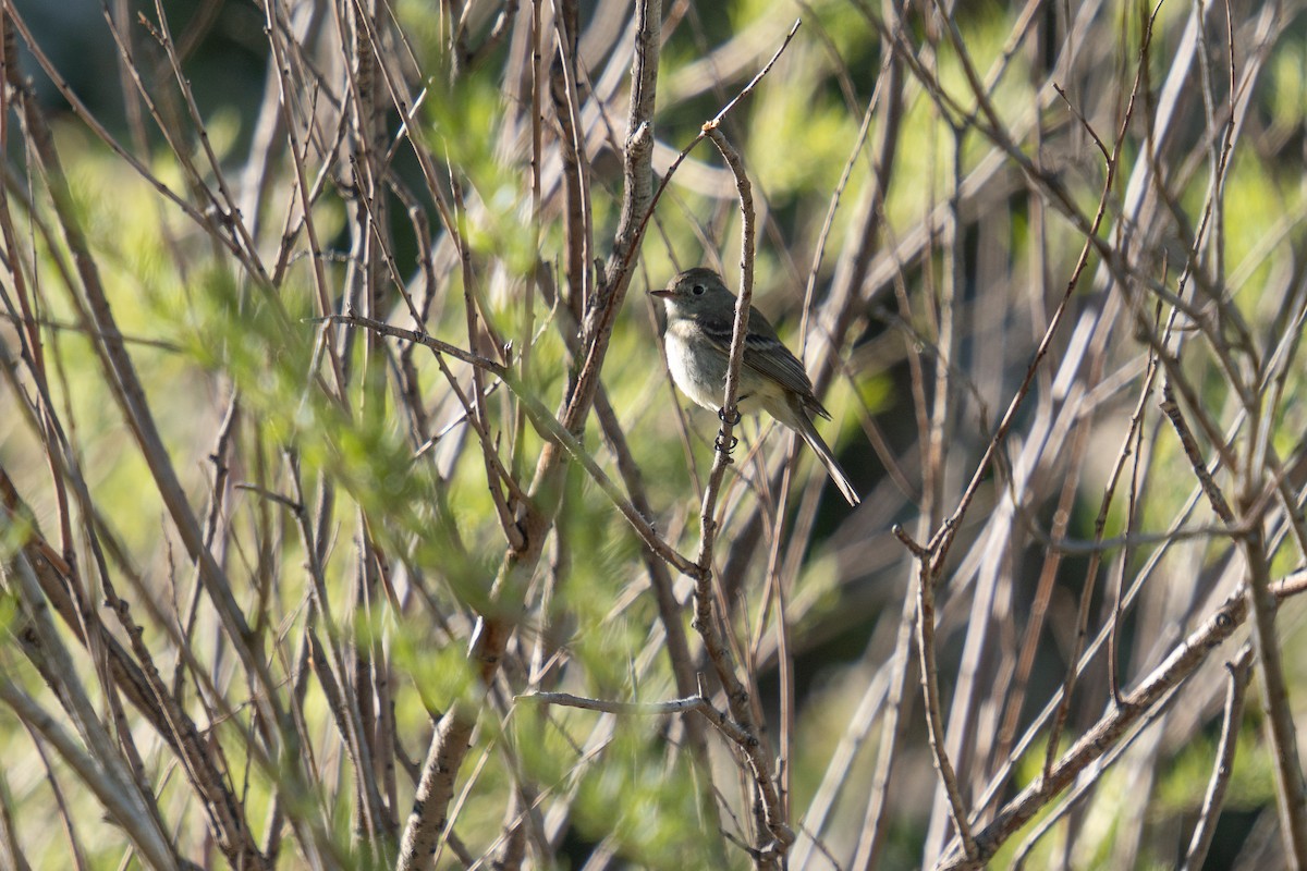 Dusky Flycatcher - ML618693476