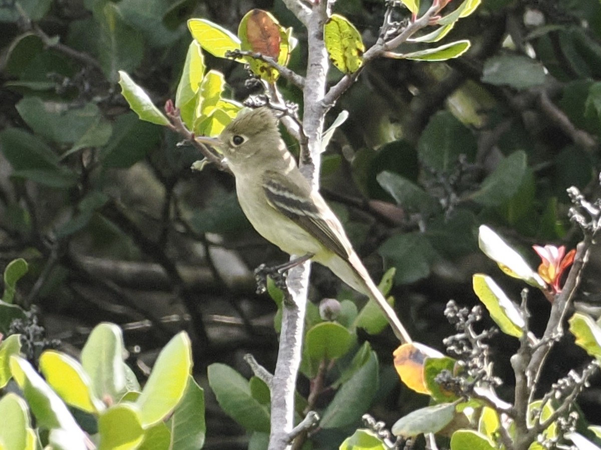 Western Flycatcher - Robert McNab