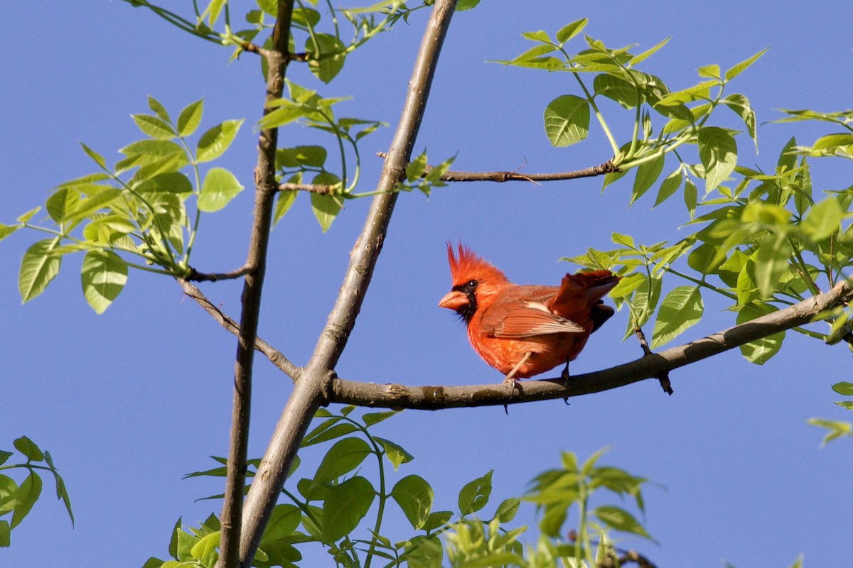 Cardenal Norteño - ML618693502