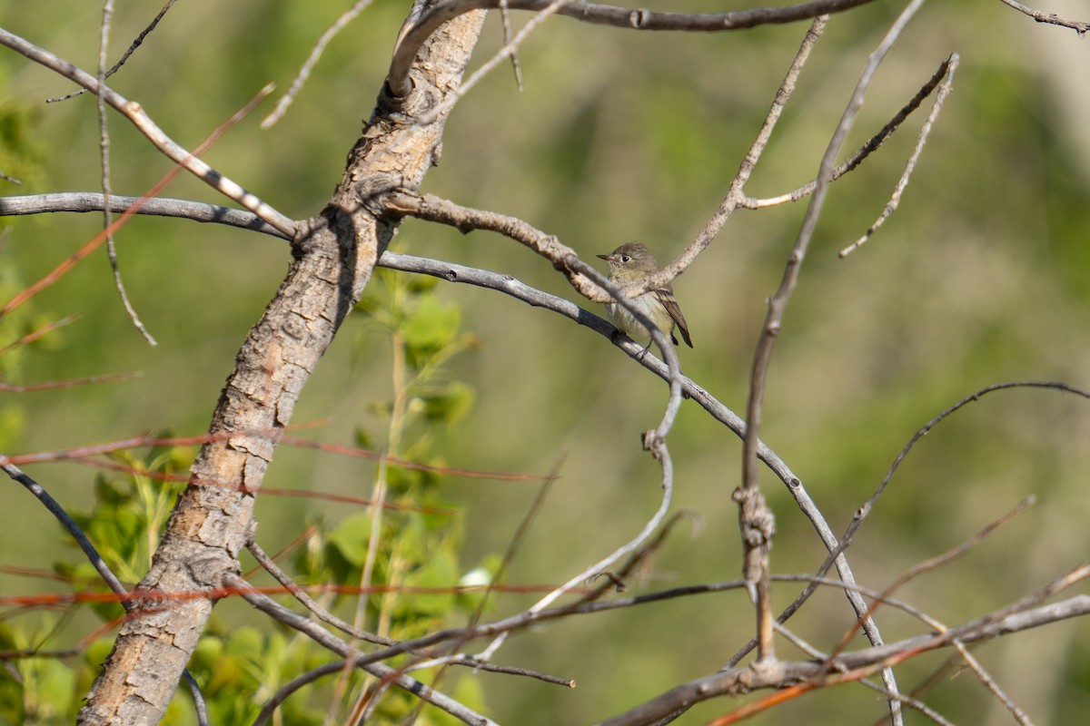 Dusky Flycatcher - ML618693514