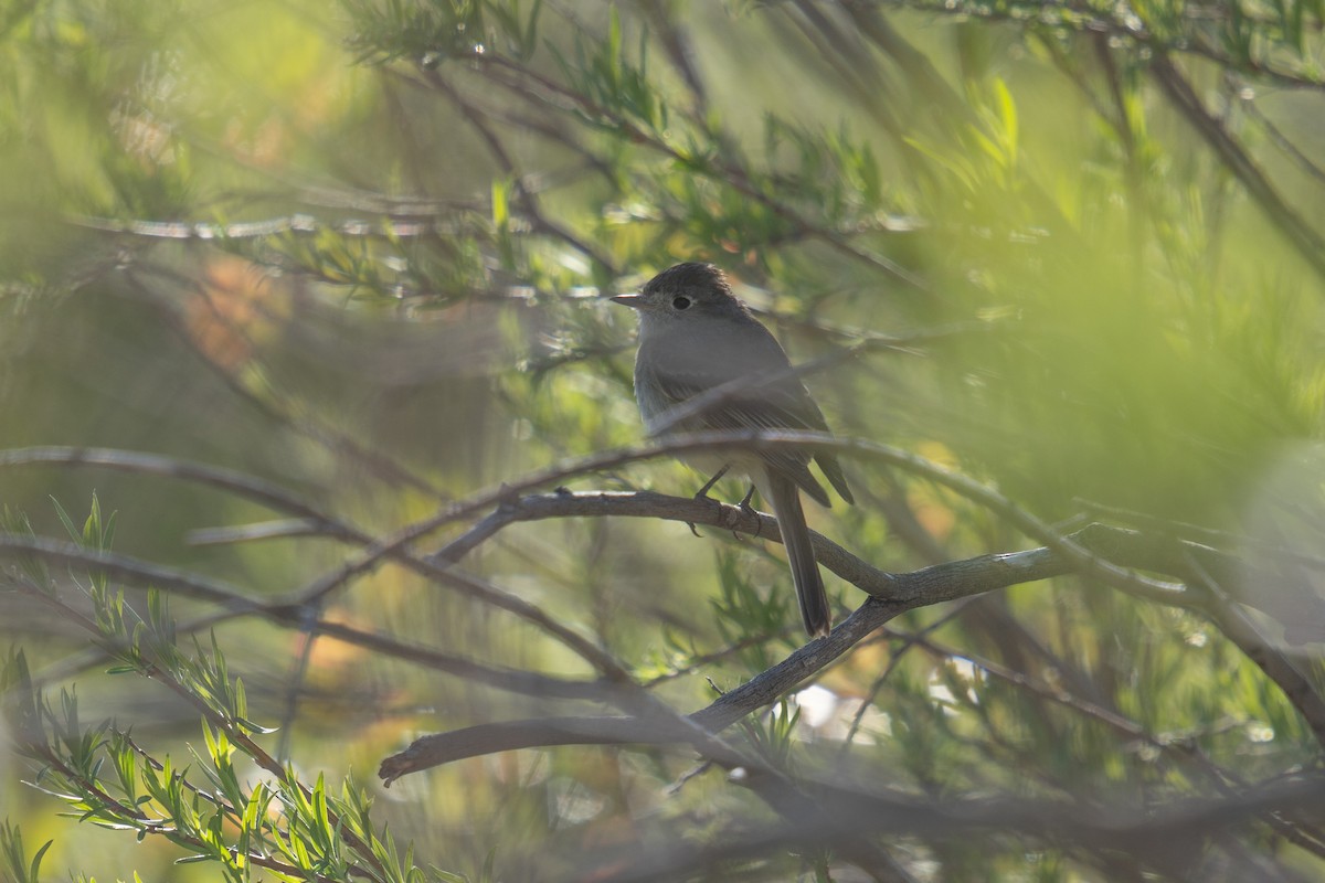 Dusky Flycatcher - ML618693515