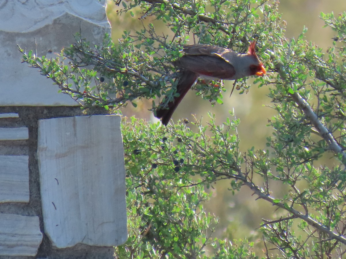 Pyrrhuloxia - Kathleen Williams