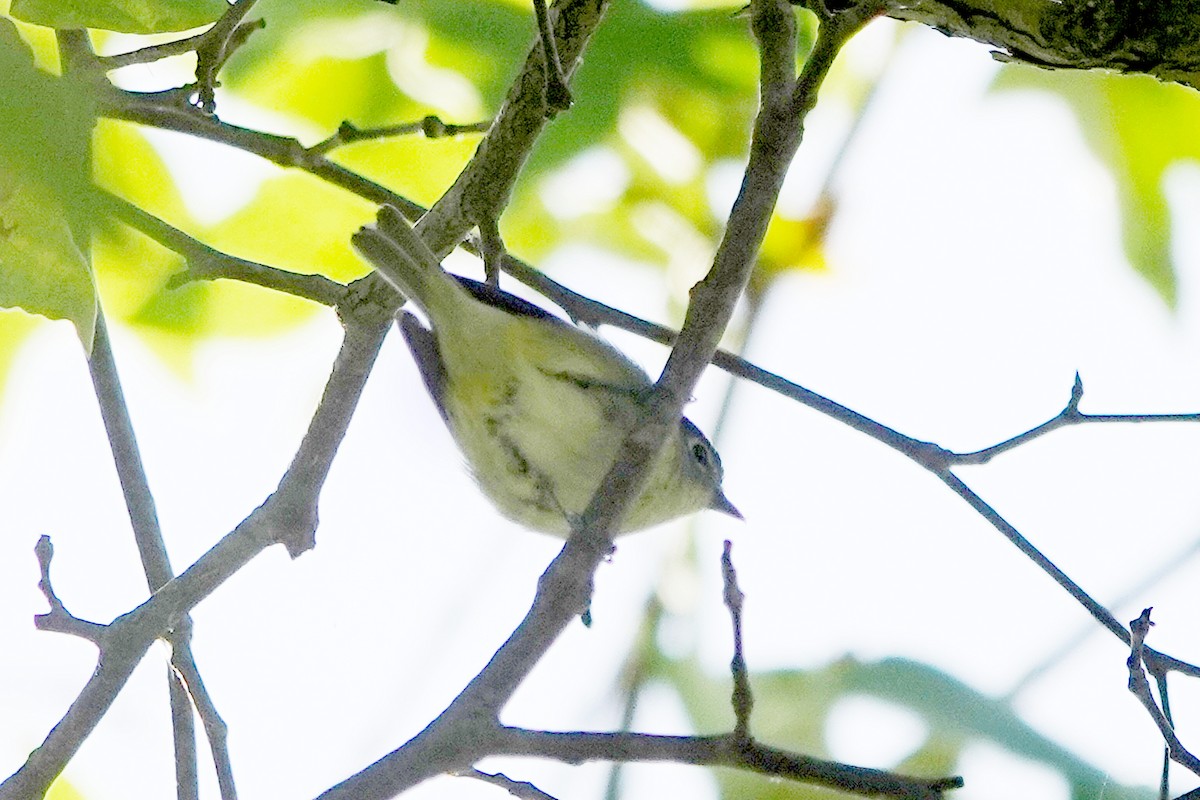 Cassin's Vireo - Steve Neely