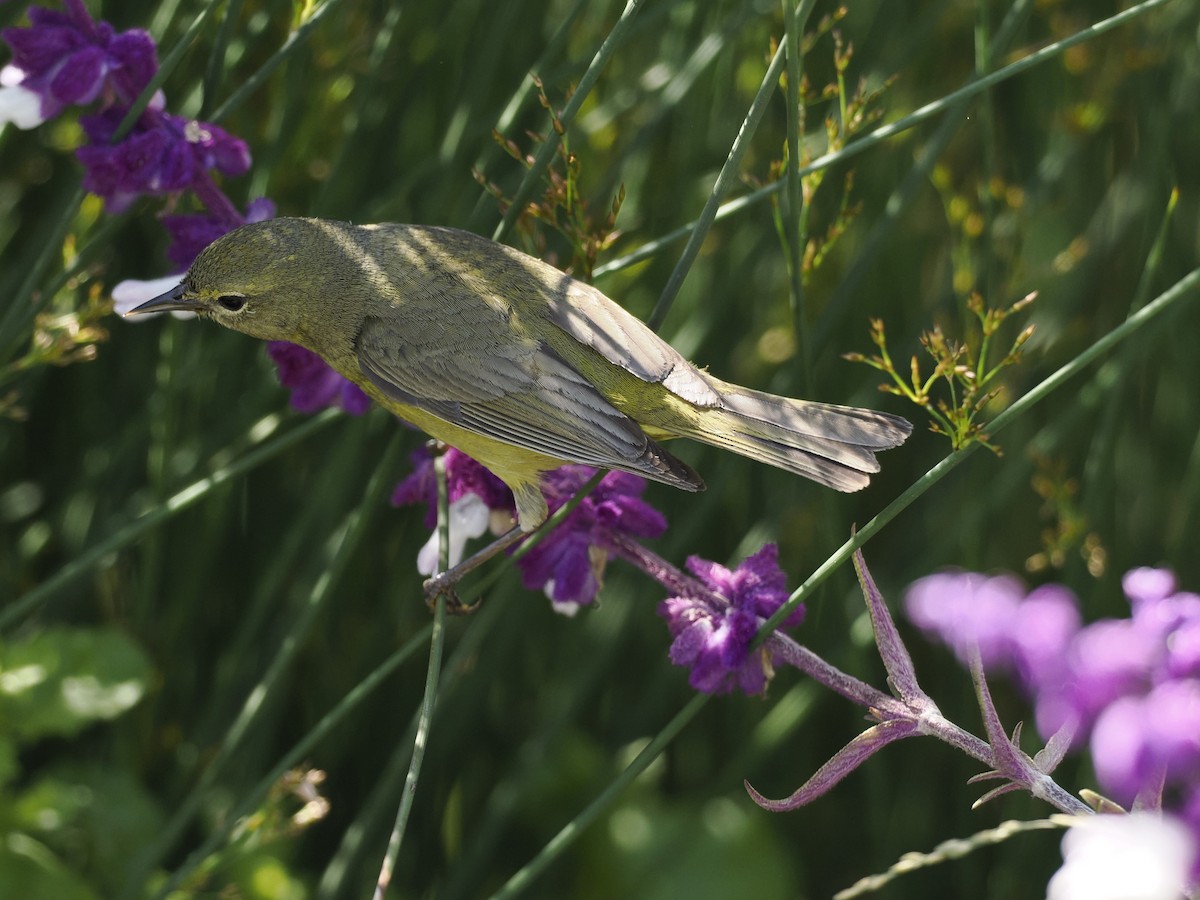 Orange-crowned Warbler - ML618693534