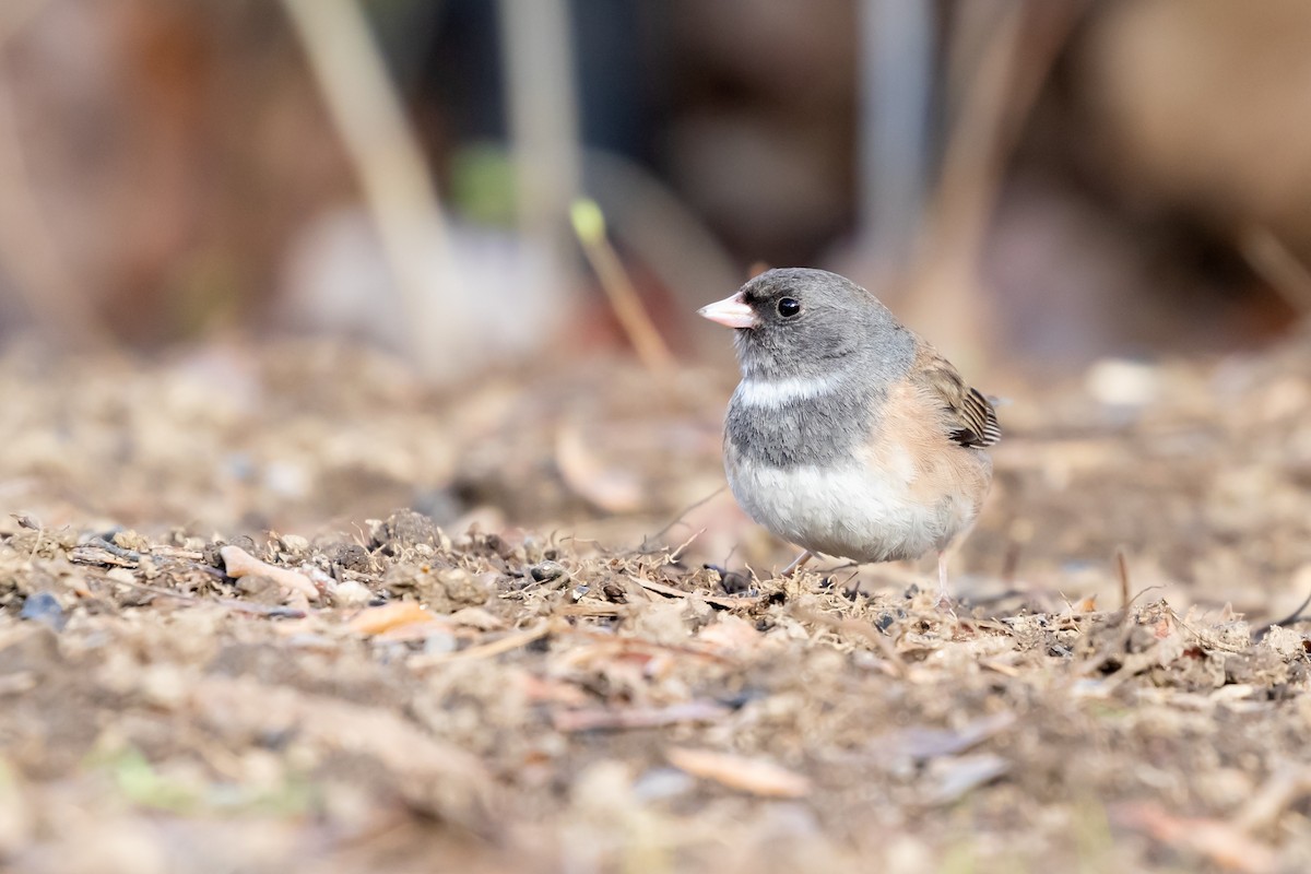 Junco Ojioscuro - ML618693583